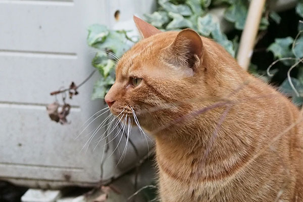 ヒゲが前に　トトアップ