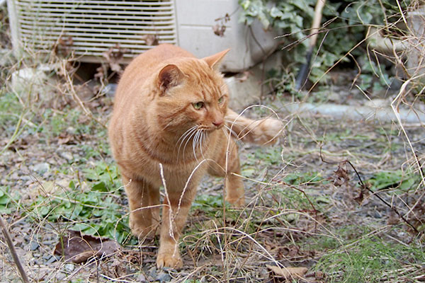 ストレッチ完了　トト