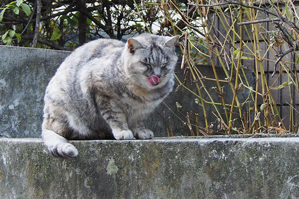 すぐ食べるコ銀