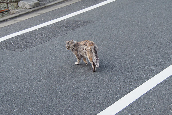 道路の向こうへ移動銀