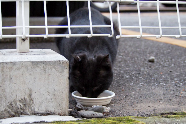 ティア食べてる