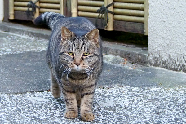 タビサンク　最後に参加