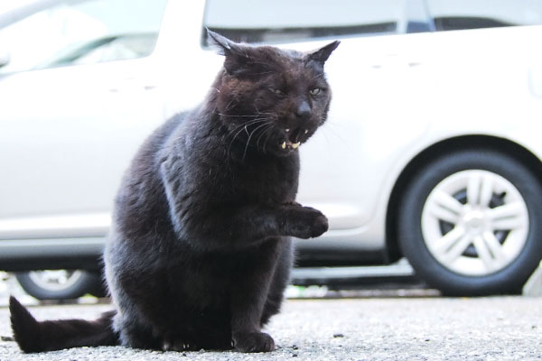 ミトン　お顔なめなめラスト