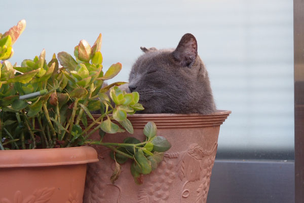 植木鉢の中で横を向くロシグレ