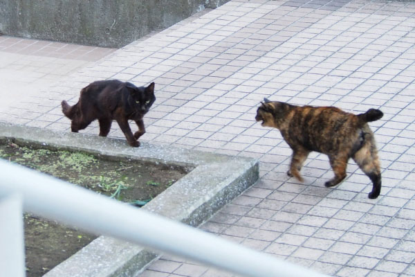 コウガとラコニャー