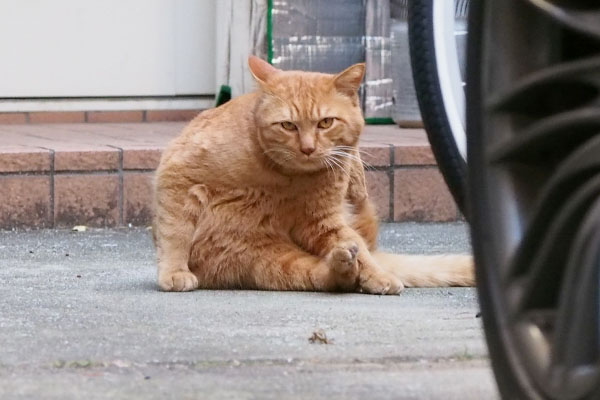 時々見るちゃー坊