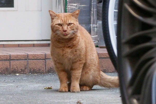 舌をしまいながらお座りちゃー坊