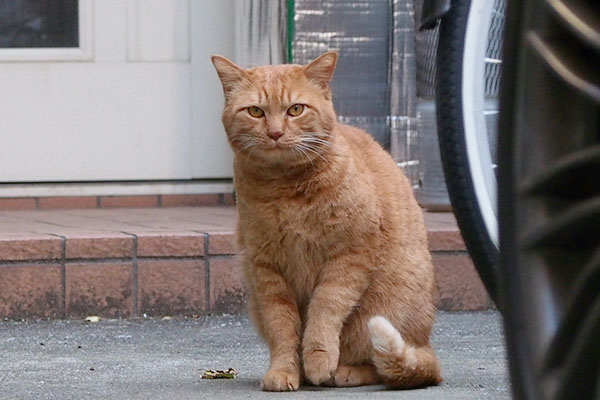 フミフミするちゃー坊