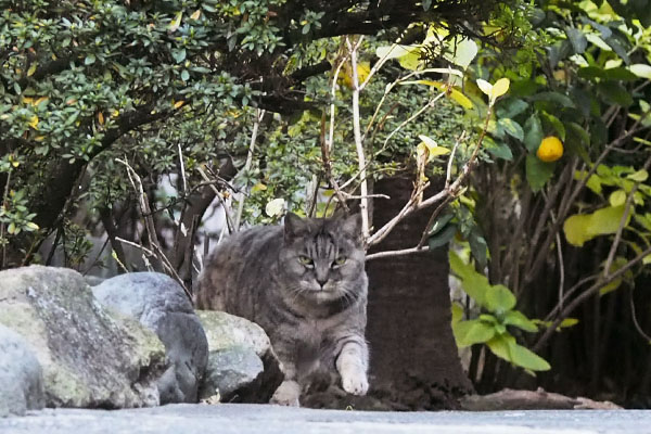 奥から銀が来る