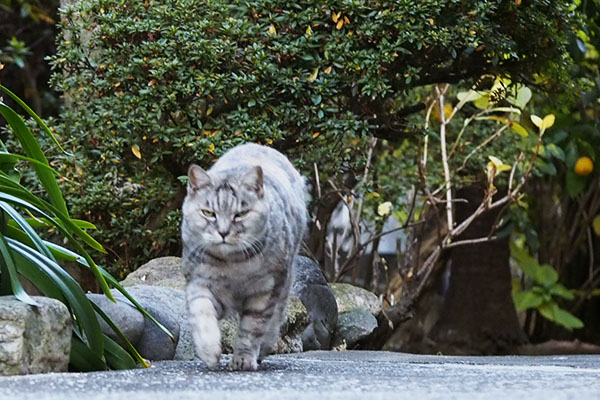 トットコ銀