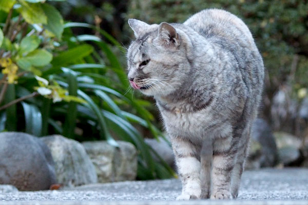 かっこよくぺろんする銀