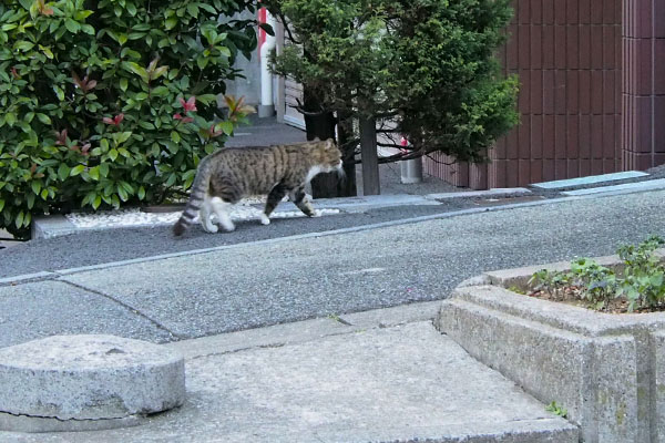 坂を上がって行くキックス