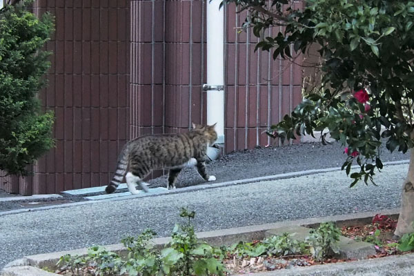 振り返らずキックス