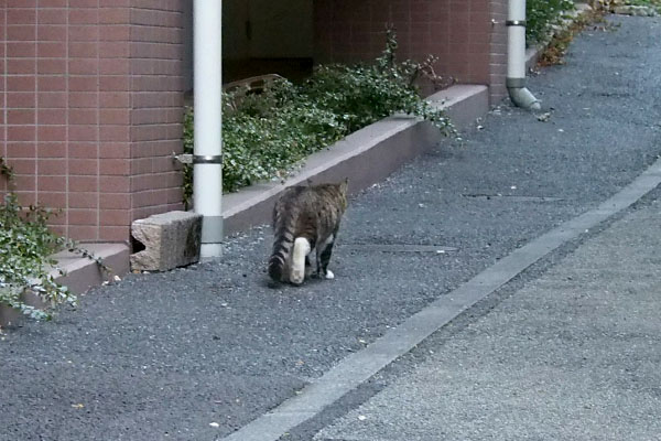 まっすぐ上がるキックス