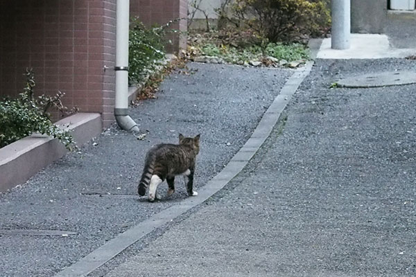 目的の場所を見上げるキックス