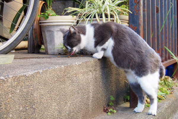 ちびにゃん　立って食べる