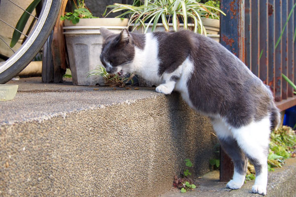 ちびにゃん　立って食べる２