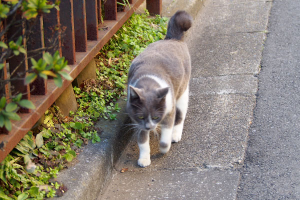 ちびにゃん　撫でてにゃ～