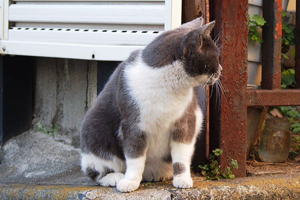 ちびにゃん　右手がくにっと