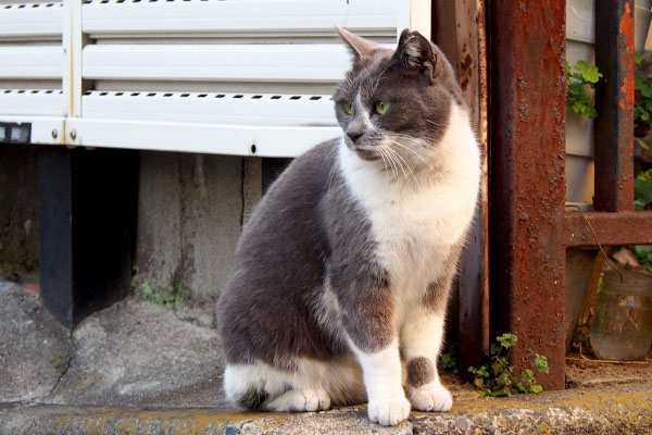 ちびにゃん　座って左を見るデジャブ