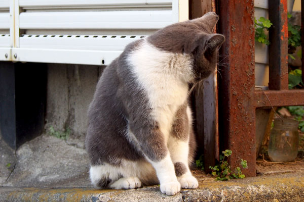 ちびにゃん　肩をなめなめ