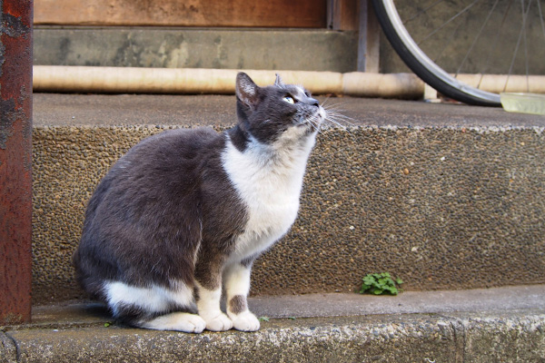 ちびにゃん　お空を見る