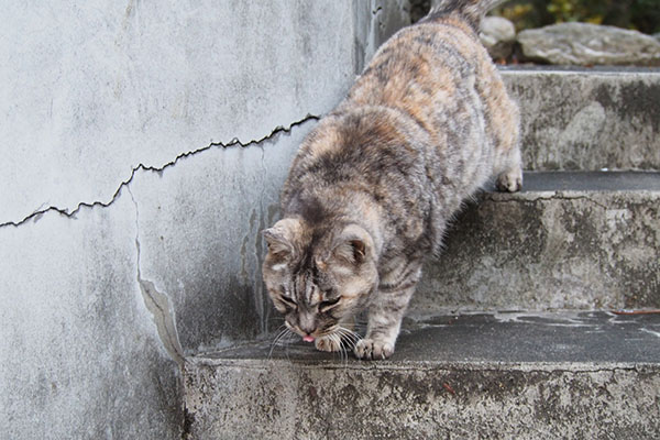 食べる気満々の銀　階段を下りる