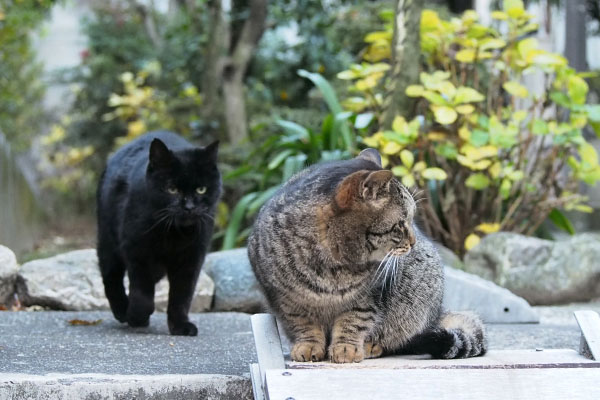 上にタビサンクとアカシ