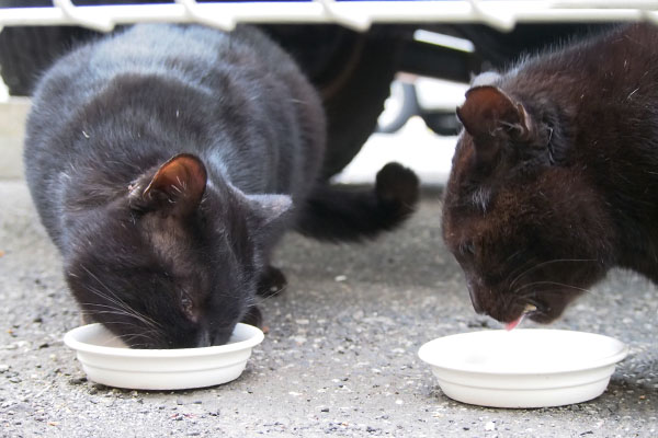 とりあえず食べる２にゃん