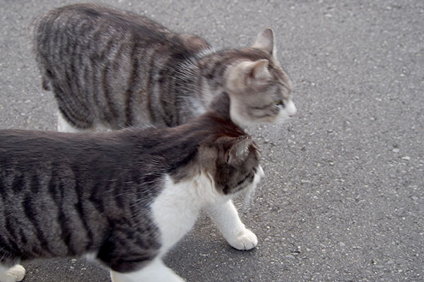 ２匹で誘導開始クロムタンタル