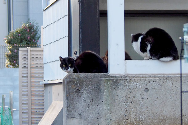 ３にゃん塀の上道路側