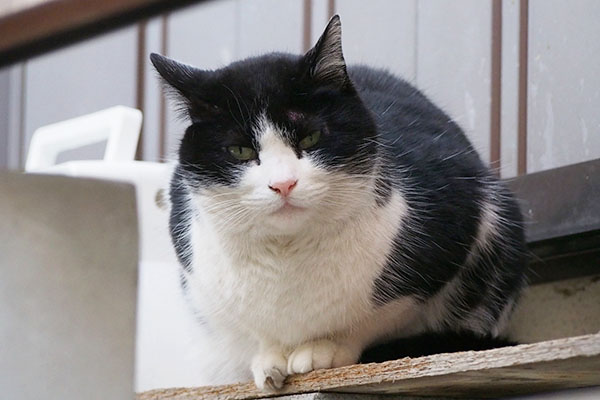 カメラ目線のスズ