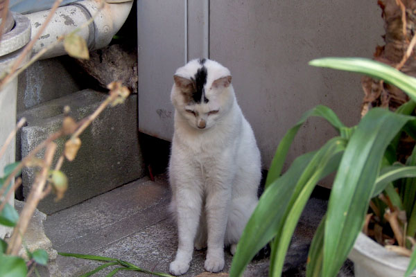 オーロラ　立て伸び長い手