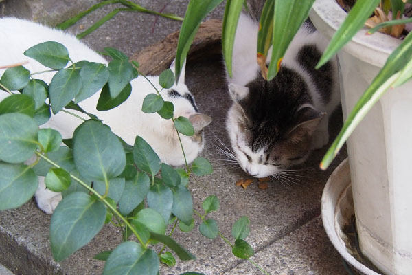 カリカリなら食べる２にゃん