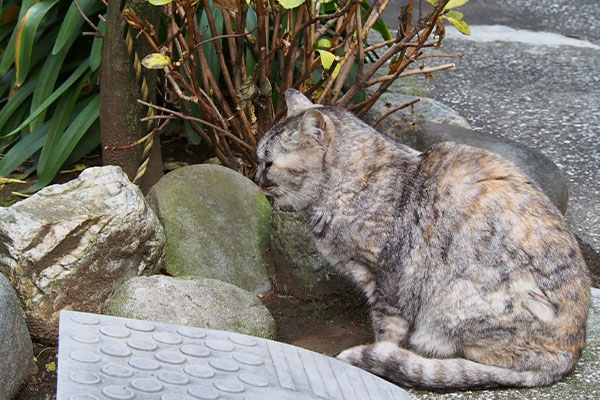 食後のぺろぺろ銀