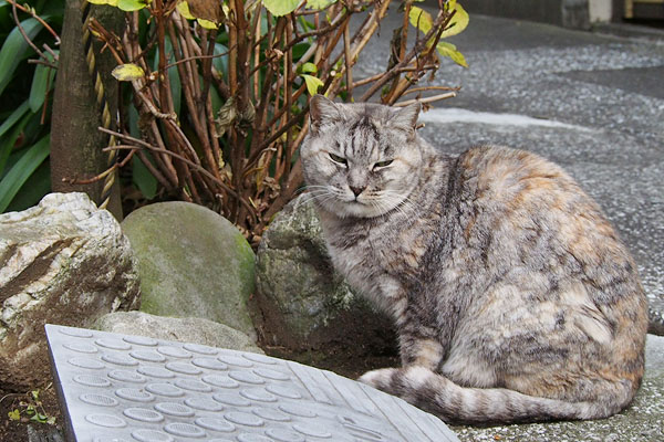 ご馳走さまにゃ　銀