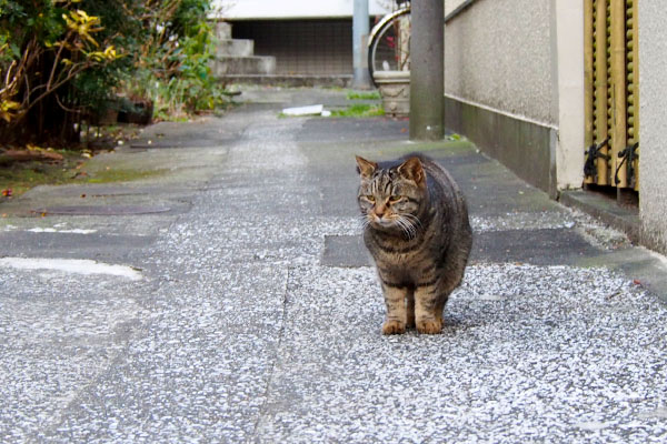 タビサンク登場