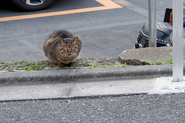 振り向けばきじとら