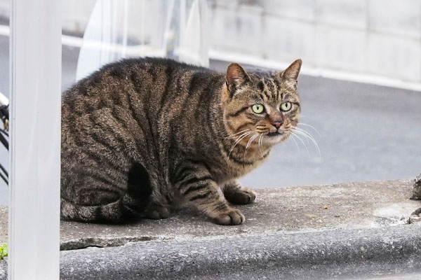 ファン君　行ってみようかな