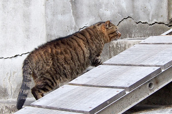 背中の毛を立てて階段を上がるファン