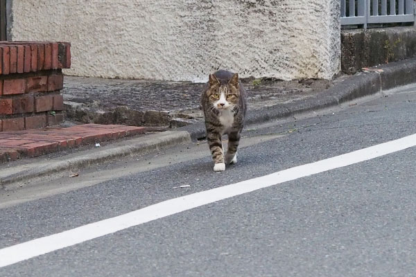 カイ君やって来た