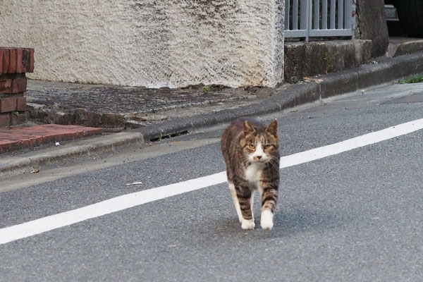 今行くにゃカイ