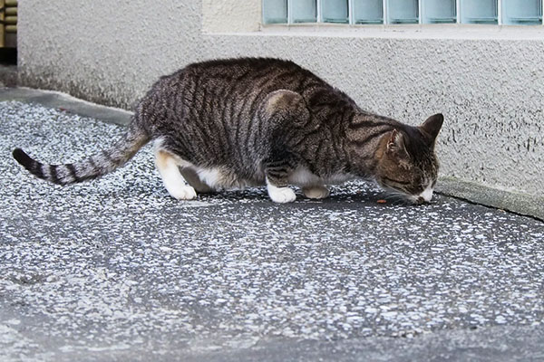 食べるカイ