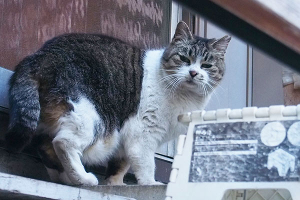 ももが縁側にいた