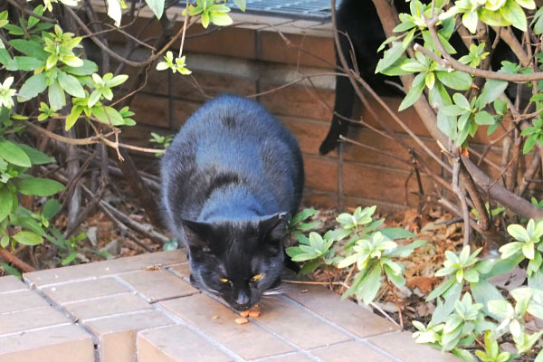黒仔猫　警戒しながら食す