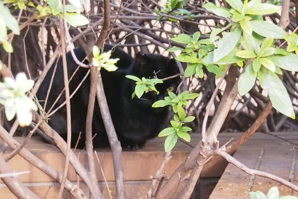 黒仔猫　ちんまり木の下
