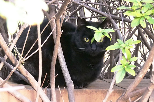 黒仔猫左ぎょっとする