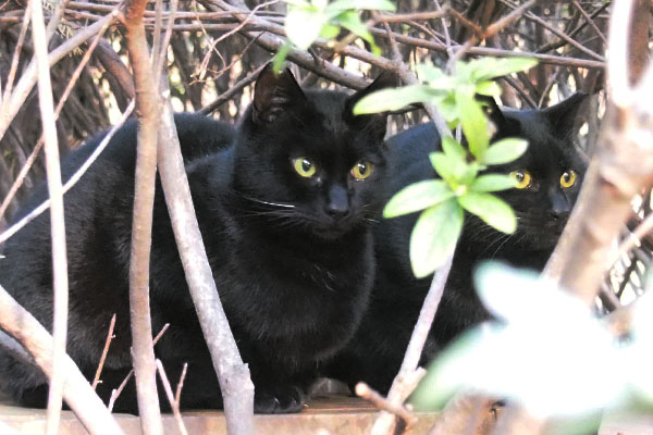 黒仔猫２匹で見つめる
