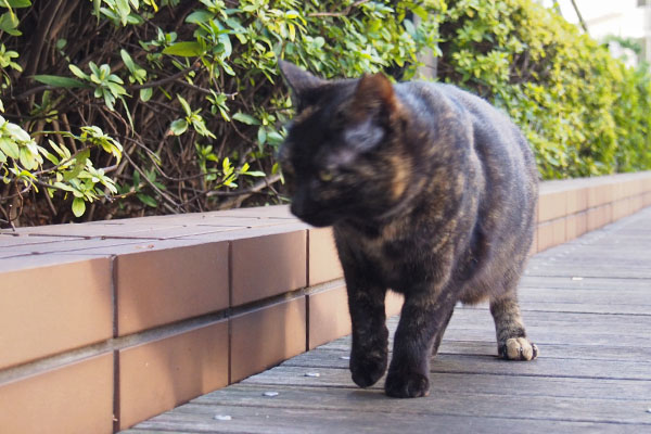 アンジュ　何か食べたにゃね