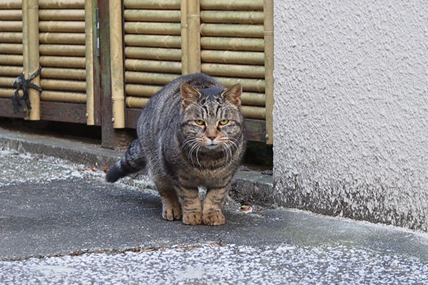 タビサンク　アタチも居るにゃ